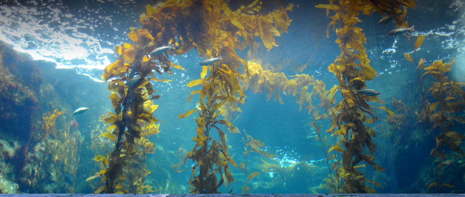 Kelp Forest Tank